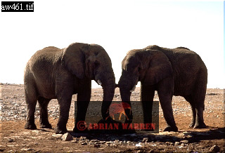 Elephant, ellie10.jpg 
320 x 218 compressed image 
(56,053 bytes)