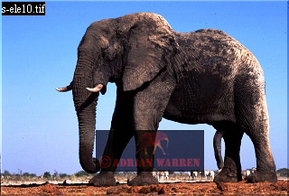 Elephant, ellie11.jpg 
320 x 217 compressed image 
(65,735 bytes)