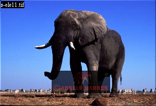 Elephant, ellie12.jpg 
320 x 219 compressed image 
(57,372 bytes)