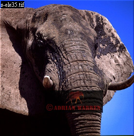 Elephant, ellie43.jpg 
276 x 280 compressed image 
(76,372 bytes)