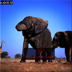 Elephant, ellie44.jpg 
280 x 277 compressed image 
(64,066 bytes)