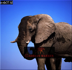 Elephant, ellie45.jpg 
280 x 273 compressed image 
(63,501 bytes)