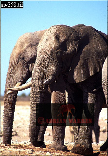 Elephant, ellie46.jpg 
222 x 320 compressed image 
(79,165 bytes)