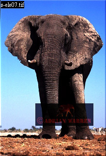 Elephant, ellie47.jpg 
219 x 320 compressed image 
(70,418 bytes)