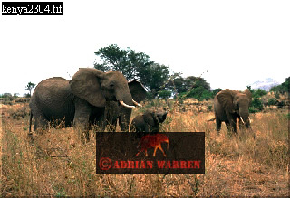 Elephant, ellie52.jpg 
320 x 219 compressed image 
(59,540 bytes)