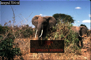 Elephant, ellie53.jpg 
320 x 213 compressed image 
(79,899 bytes)