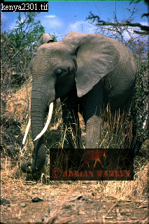 Elephant, ellie54.jpg 
213 x 320 compressed image 
(84,351 bytes)