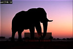 Elephant, Preview of: 
ellie01.jpg 
320 x 216 compressed image 
(37,242 bytes)