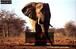 Elephant, Preview of: 
ellie03.jpg 
320 x 209 compressed image 
(65,781 bytes)