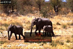 Elephant, Preview of: 
ellie04.jpg 
320 x 218 compressed image 
(87,277 bytes)