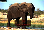 Elephant, Preview of: 
ellie05.jpg 
320 x 218 compressed image 
(69,314 bytes)