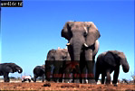 Elephant, Preview of: 
ellie07.jpg 
320 x 219 compressed image 
(59,217 bytes)