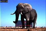 Elephant, Preview of: 
ellie08.jpg 
320 x 218 compressed image 
(61,295 bytes)