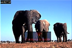 Elephant, Preview of: 
ellie09.jpg 
320 x 215 compressed image 
(62,888 bytes)