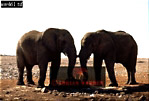 Elephant, Preview of: 
ellie10.jpg 
320 x 218 compressed image 
(56,053 bytes)
