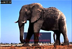 Elephant, Preview of: 
ellie11.jpg 
320 x 217 compressed image 
(65,735 bytes)