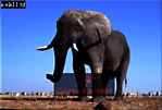Elephant, Preview of: 
ellie12.jpg 
320 x 219 compressed image 
(57,372 bytes)