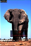 Elephant, Preview of: 
ellie13.jpg 
217 x 320 compressed image 
(65,007 bytes)