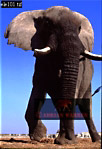 Elephant, Preview of: 
ellie14.jpg 
220 x 320 compressed image 
(66,745 bytes)