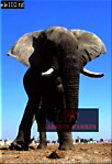 Elephant, Preview of: 
ellie15.jpg 
220 x 320 compressed image 
(65,645 bytes)