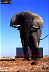 Elephant, Preview of: 
ellie16.jpg 
220 x 320 compressed image 
(63,950 bytes)