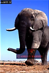 Elephant, Preview of: 
ellie17.jpg 
217 x 320 compressed image 
(65,236 bytes)