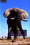 Elephant, Preview of: 
ellie18.jpg 
215 x 320 compressed image 
(69,114 bytes)