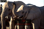 Elephant, Preview of: 
ellie37.jpg 
320 x 213 compressed image 
(64,638 bytes)