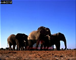 Elephant, Preview of: 
ellie38.jpg 
320 x 254 compressed image 
(59,050 bytes)