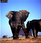 Elephant, Preview of: 
ellie39.jpg 
269 x 280 compressed image 
(59,359 bytes)