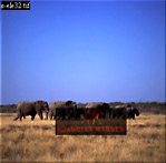 Elephant, Preview of: 
ellie40.jpg 
280 x 277 compressed image 
(49,604 bytes)