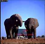 Elephant, Preview of: 
ellie41.jpg 
278 x 275 compressed image 
(55,708 bytes)