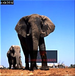 Elephant, Preview of: 
ellie42.jpg 
278 x 280 compressed image 
(63,354 bytes)