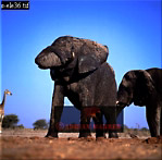 Elephant, Preview of: 
ellie44.jpg 
280 x 277 compressed image 
(64,066 bytes)