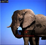 Elephant, Preview of: 
ellie45.jpg 
280 x 273 compressed image 
(63,501 bytes)