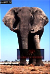 Elephant, Preview of: 
ellie47.jpg 
219 x 320 compressed image 
(70,418 bytes)