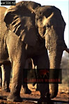 Elephant, Preview of: 
ellie48.jpg 
214 x 320 compressed image 
(75,005 bytes)