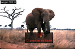 Elephant, Preview of: 
ellie50.jpg 
320 x 211 compressed image 
(52,652 bytes)