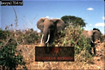 Elephant, Preview of: 
ellie53.jpg 
320 x 213 compressed image 
(79,899 bytes)