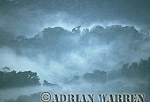  Misty forest dawn, Nyungwe Forest, Rwanda, Preview of: 
forest07.jpg 
320 x 219 compressed image 
(36,580 bytes)