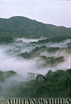  Misty forest dawn, Nyungwe Forest, Rwanda, Preview of: 
forest10.jpg 
320 x 214 compressed image 
(55,078 bytes)