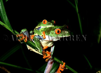 Red-eyed Tree Frog (Agalychnis callidryas) Courtship, Costa Rica, Central America , frog06.jpg 
350 x 231 compressed image 
(68,875 bytes)