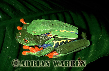Red-eyed Tree Frog (Agalychnis callidryas) Courtship, Costa Rica, Central America , frog07.jpg 
350 x 240 compressed image 
(47,905 bytes)
