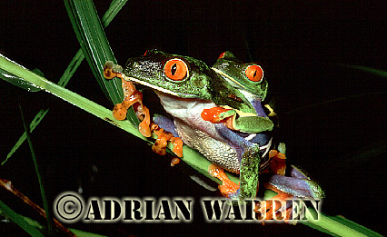 Red-eyed Tree Frog (Agalychnis callidryas) Courtship, Costa Rica, Central America , frog08.jpg 
350 x 233 compressed image 
(61,990 bytes)