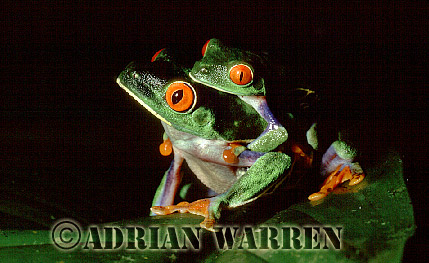Red-eyed Tree Frog (Agalychnis callidryas) Courtship, Costa Rica, Central America , frog09.jpg 
350 x 236 compressed image 
(75,035 bytes)
