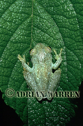 Frog (Hyla sp.), Camarata, Venezuela, 1974 , frog13.jpg 
320 x 212 compressed image 
(39,473 bytes)