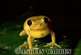 Yellow-tree frog - link to amphibian photo gallery