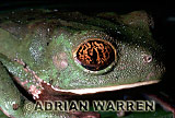 Amphibian, Preview of: 
frog12.jpg 
320 x 221 compressed image 
(47,649 bytes)
