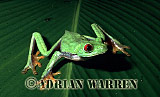 Amphibian, Preview of: 
frog16.jpg 
350 x 249 compressed image 
(64,692 bytes)