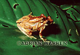 Amphibian, Preview of: 
frog17.jpg 
350 x 212 compressed image 
(63,546 bytes)